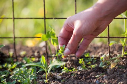 Removing weeds by hand in a garden.