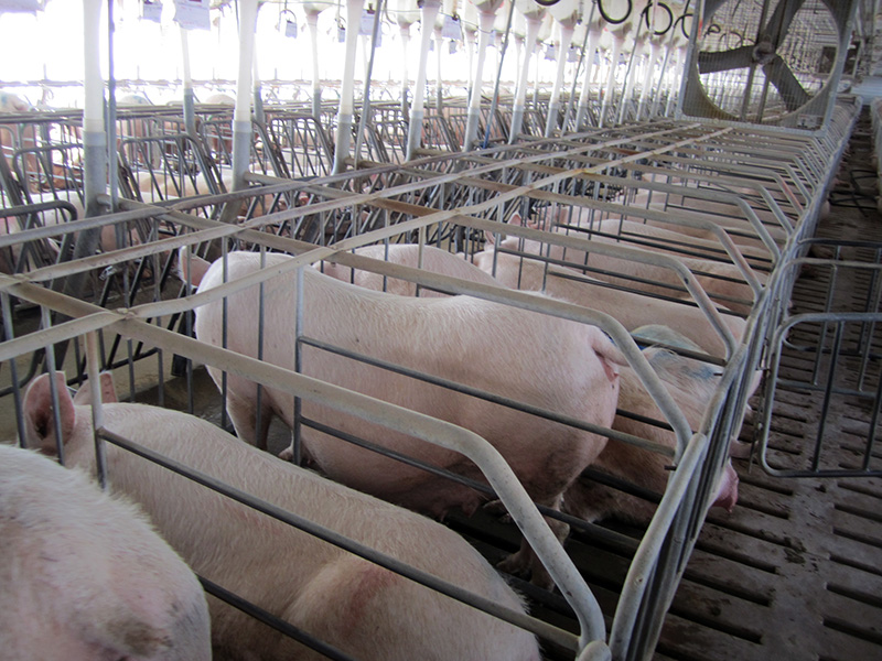 Sows in gestation crates at a pig breeding facility in Waverly, Virginia, in 2010. (Photo by the Humane Society of the United States/Wikipedia/Creative Commons)