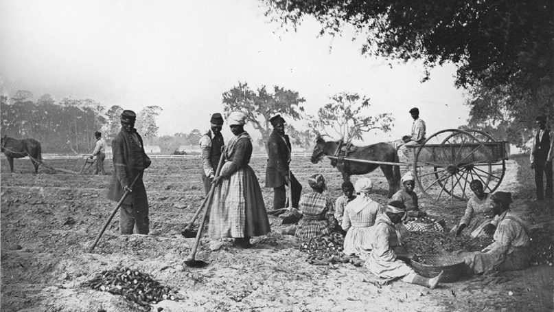 Slaves plant sweet potatoes on the James Hopkinson plantation in South Carolina, circa 1862. Photo courtesy of LOC/Creative Commons