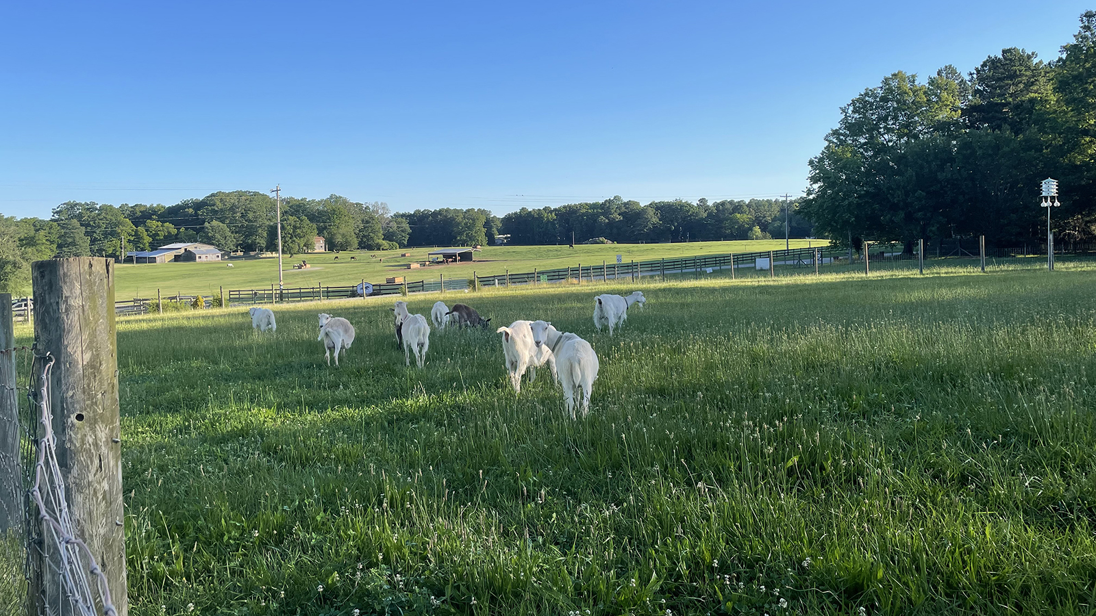 Goats graze at Spring Forest farm in Hillsborough, North Carolina. (Photo courtesy Elaine Heath)