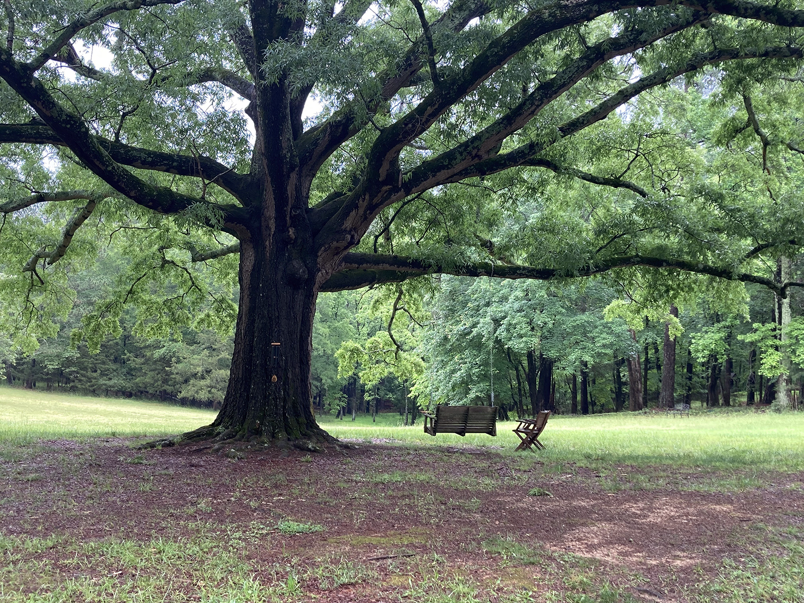 Spring Forest, a working farm and a new monastic community in Hillsborough, North Carolina, dedicated this meadow with its majestic Willow Oak, to healing the land from trauma. Residents call it the Grandmother Tree, because it is a place of comfort, welcome, and unhurried time. (RNS photo/Yonat Shimron)